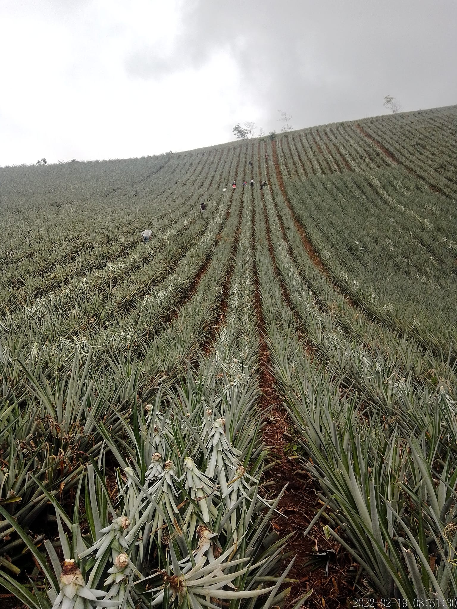 fotos para la galeria de frutos organicos del valle pangoa