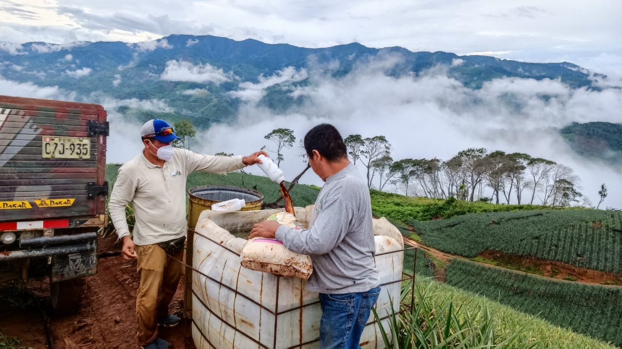 fotos para la galeria de frutos organicos del valle pangoa