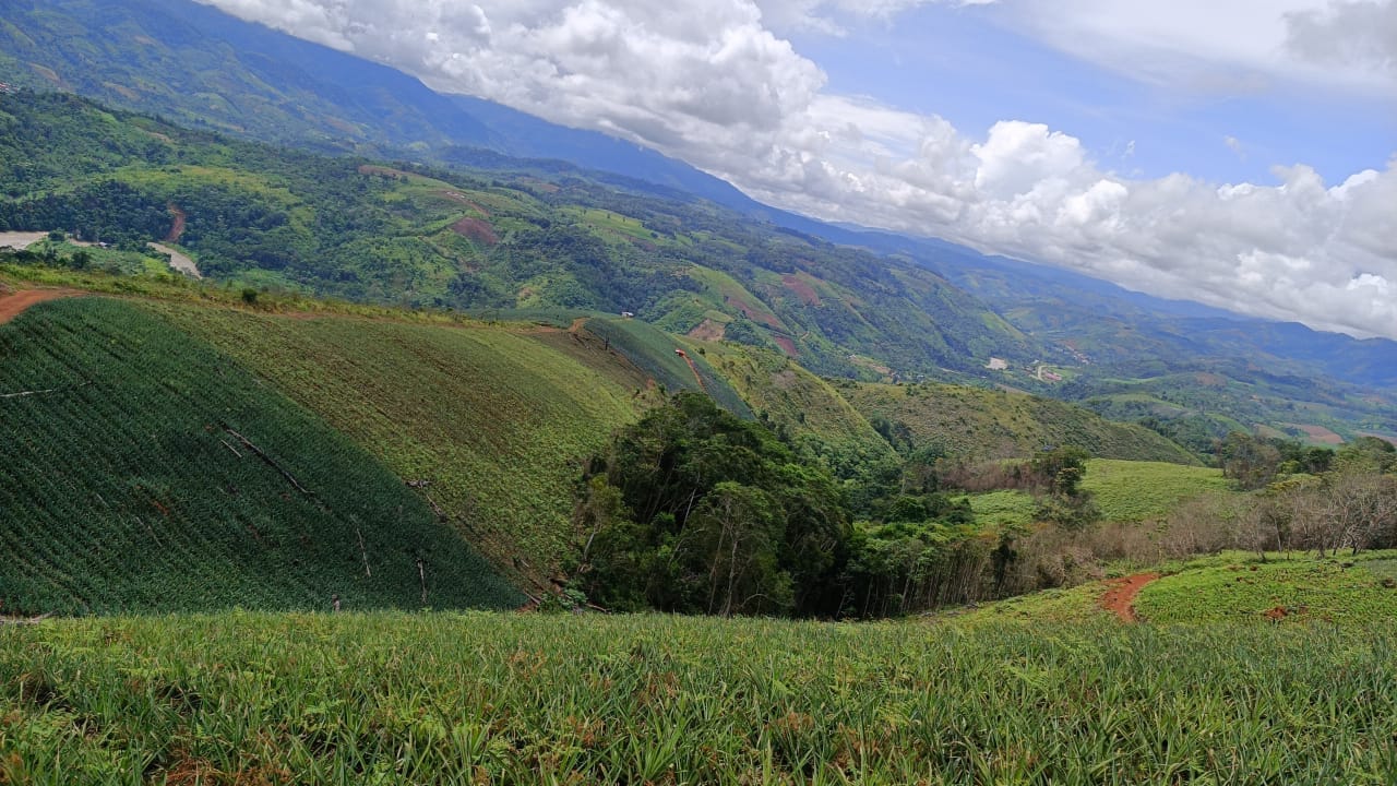 fotos para la galeria de frutos organicos del valle pangoa