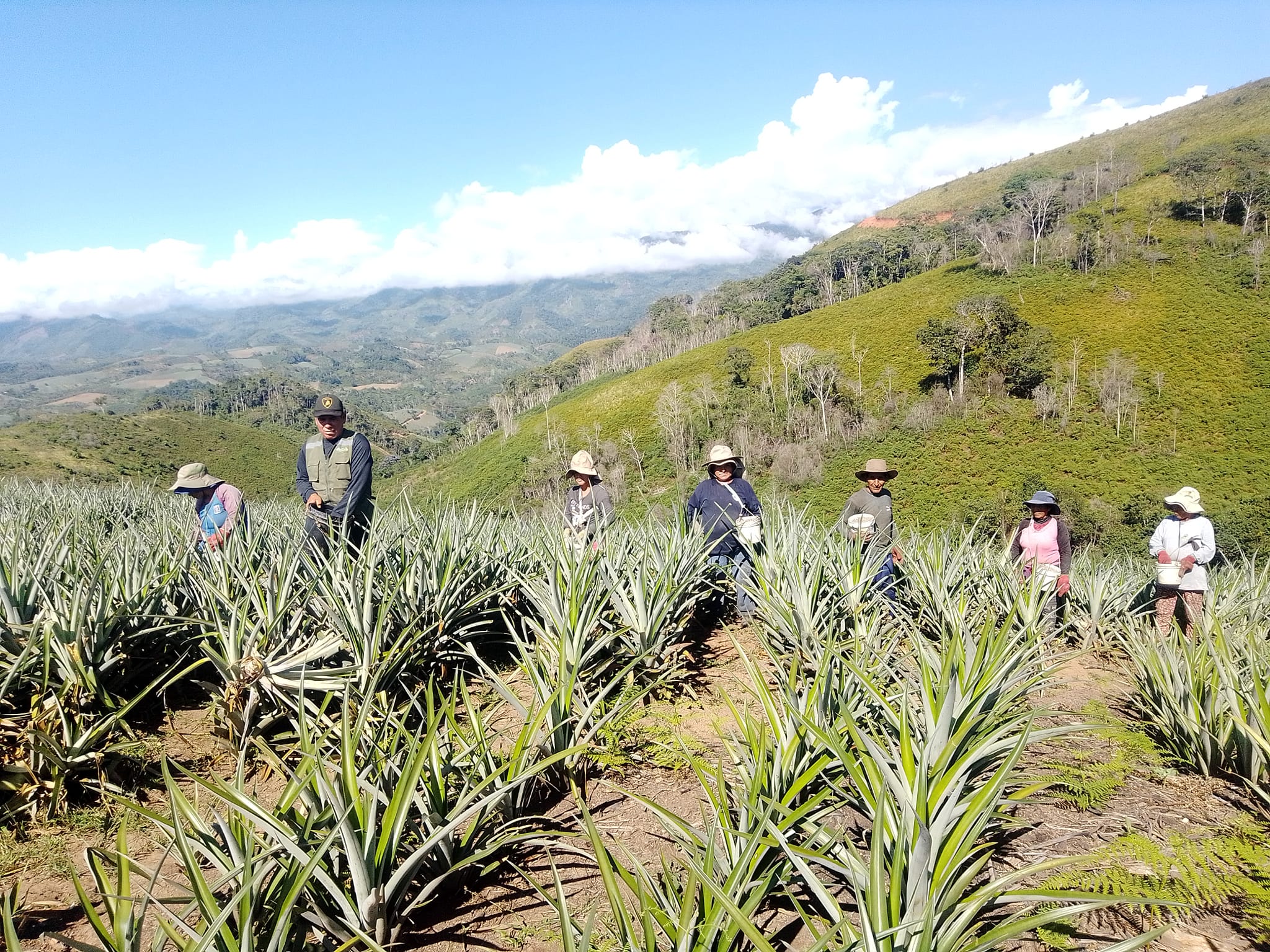 fotos para la galeria de frutos organicos del valle pangoa