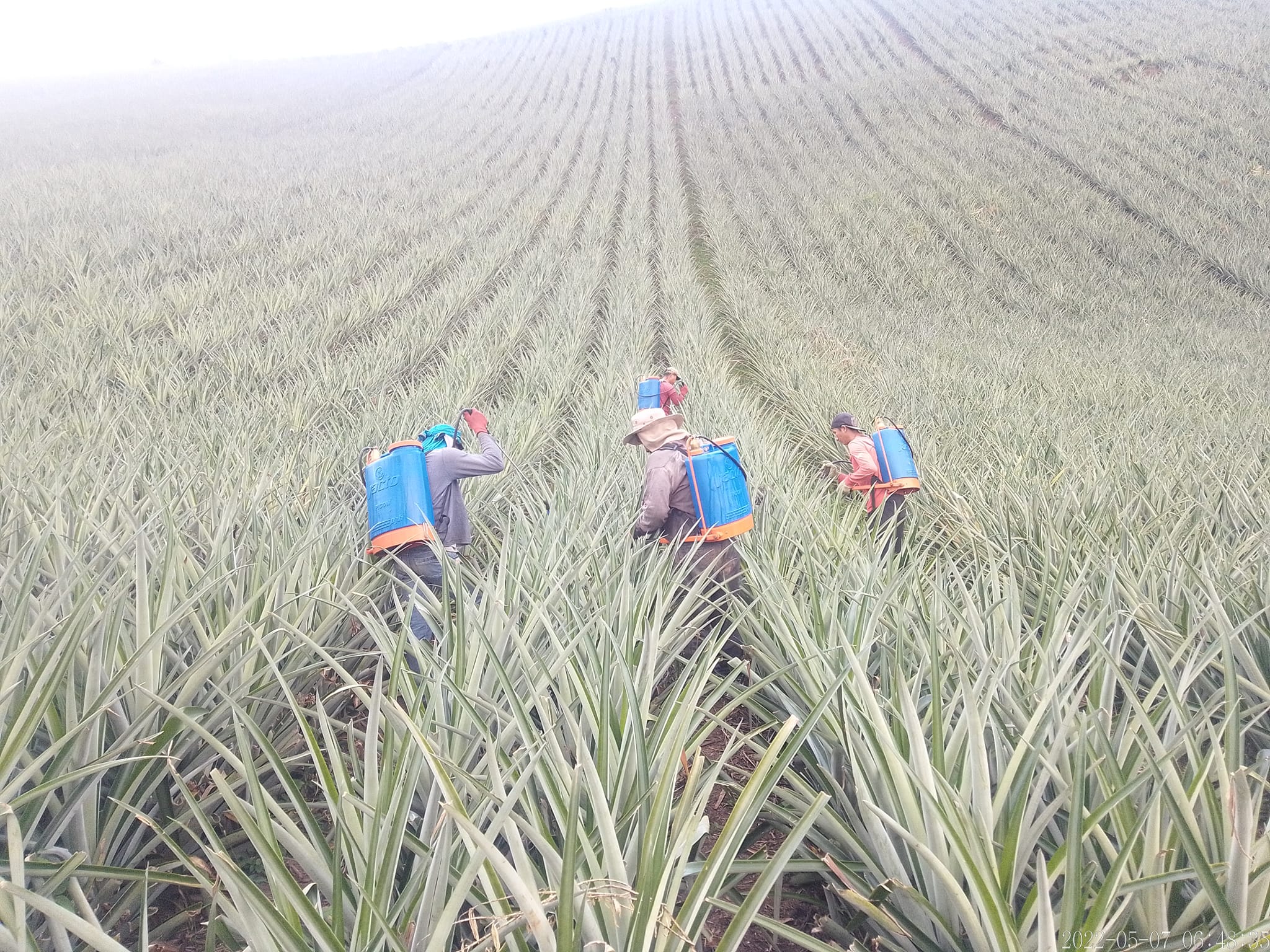 fotos para la galeria de frutos organicos del valle pangoa