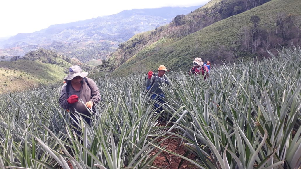 fotos para la galeria de frutos organicos del valle pangoa