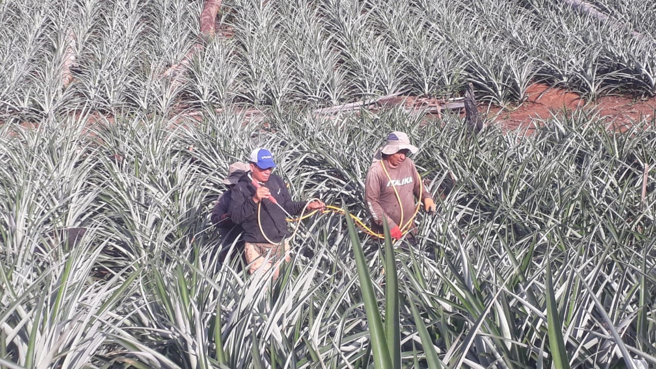 fotos para la galeria de frutos organicos del valle pangoa