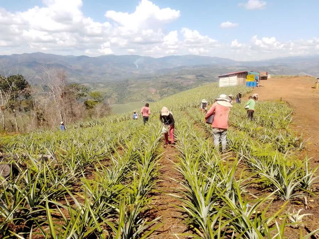 fotos para la galeria de frutos organicos del valle pangoa