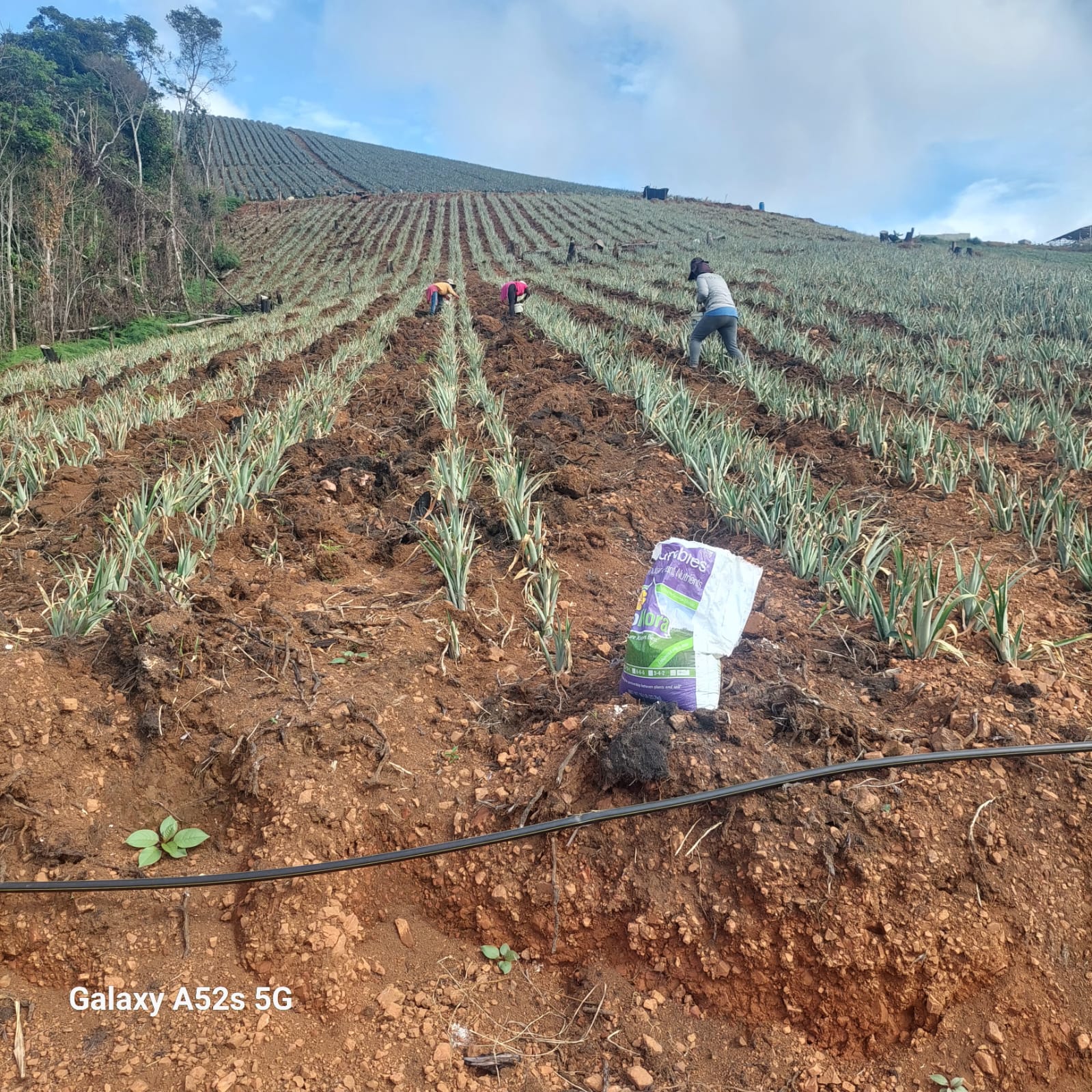 fotos para la galeria de frutos organicos del valle pangoa