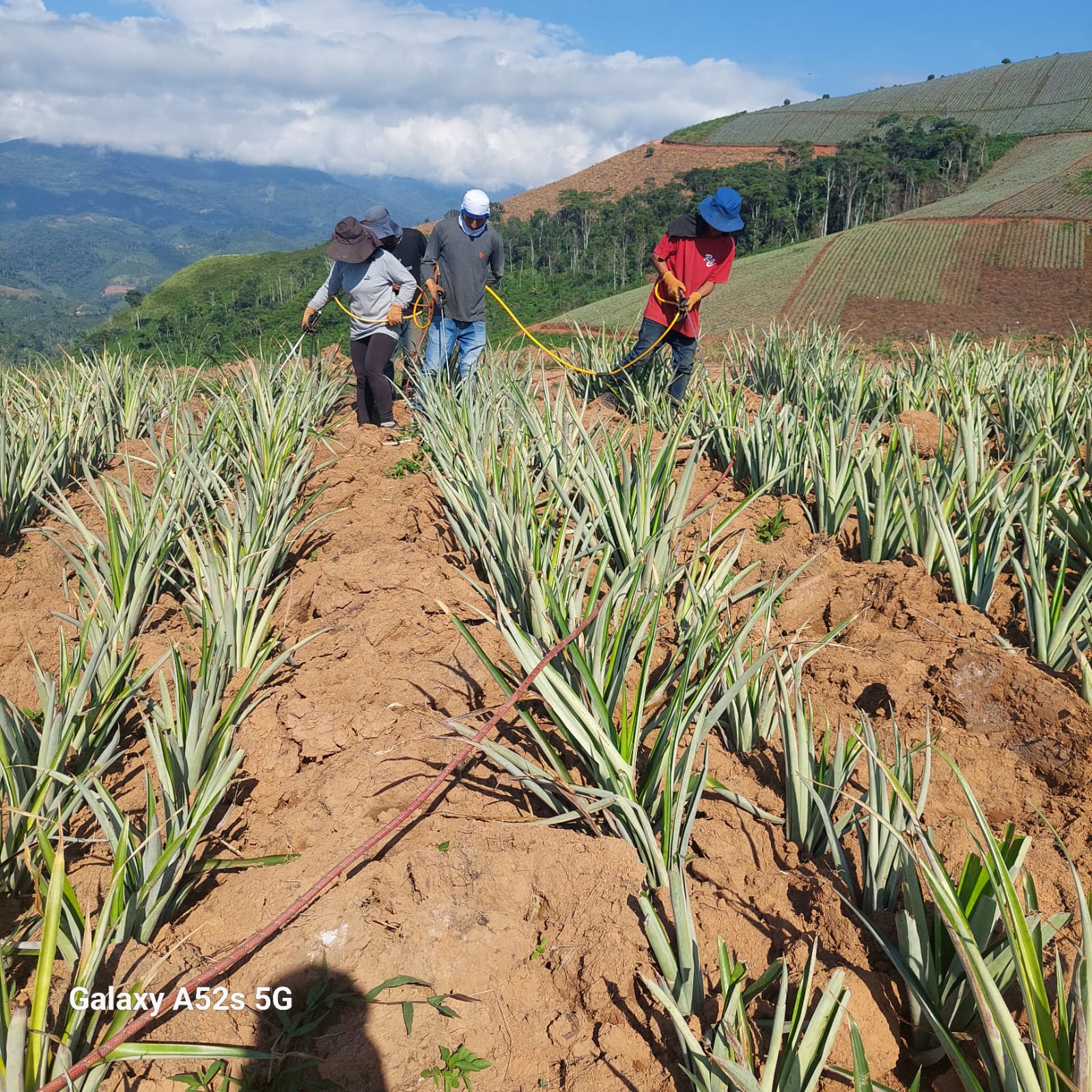 fotos para la galeria de frutos organicos del valle pangoa
