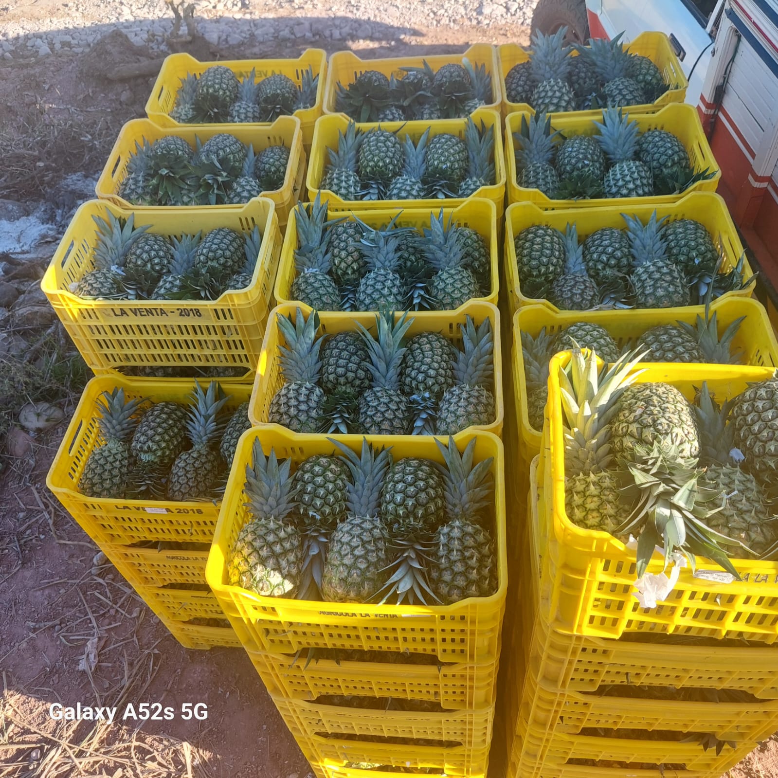 fotos para la galeria de frutos organicos del valle pangoa