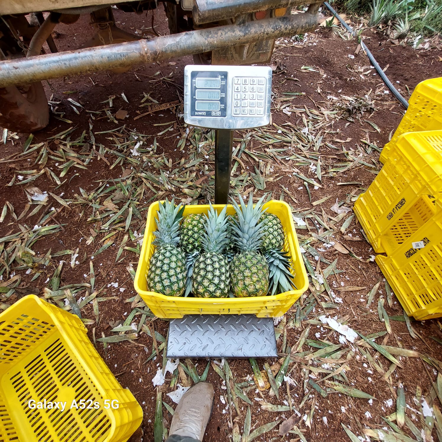 fotos para la galeria de frutos organicos del valle pangoa