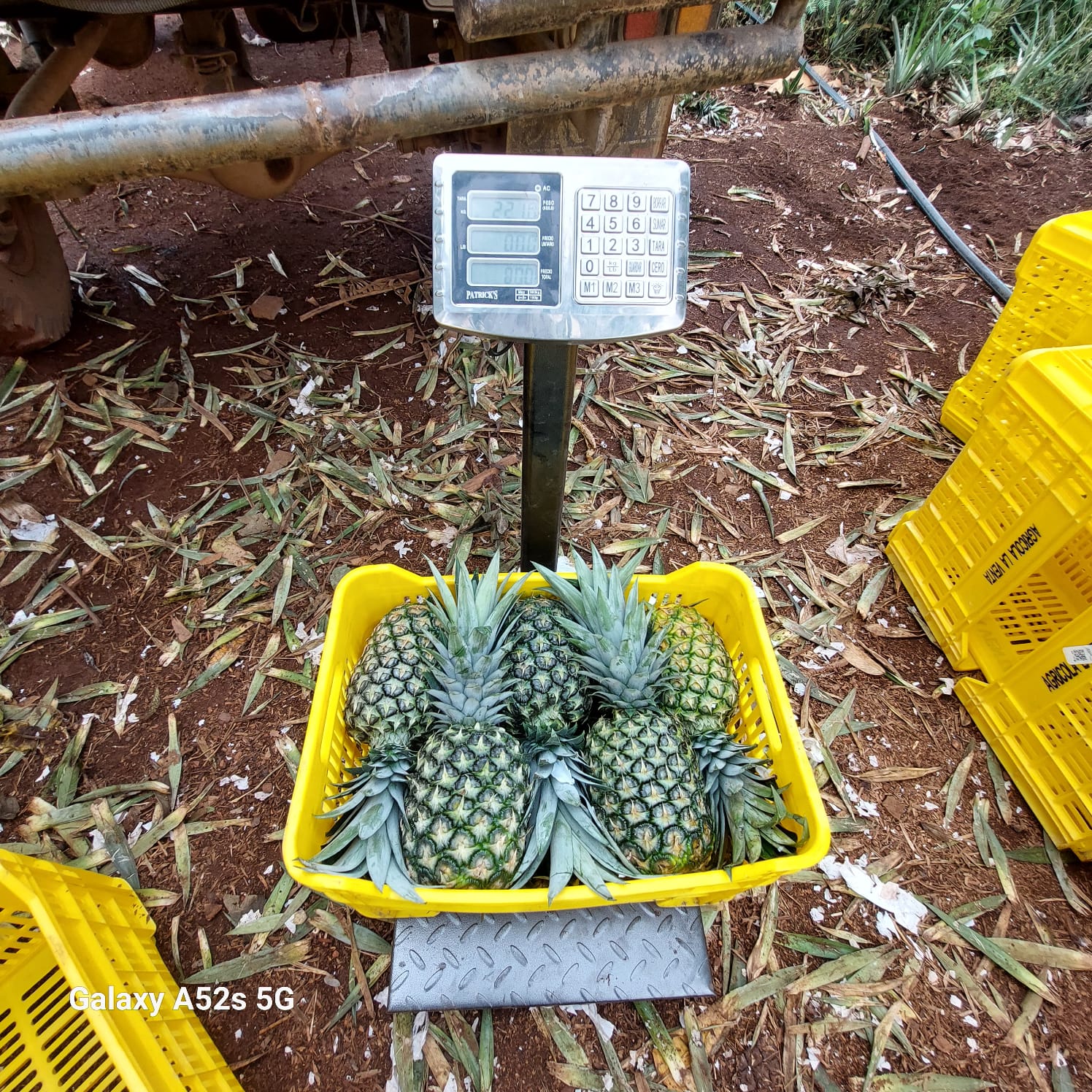 fotos para la galeria de frutos organicos del valle pangoa