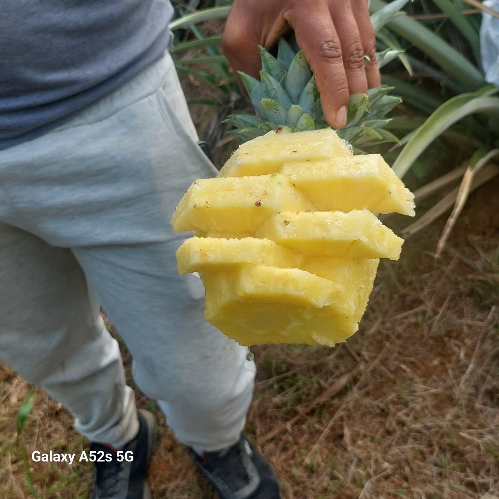 fotos para la galeria de frutos organicos del valle pangoa