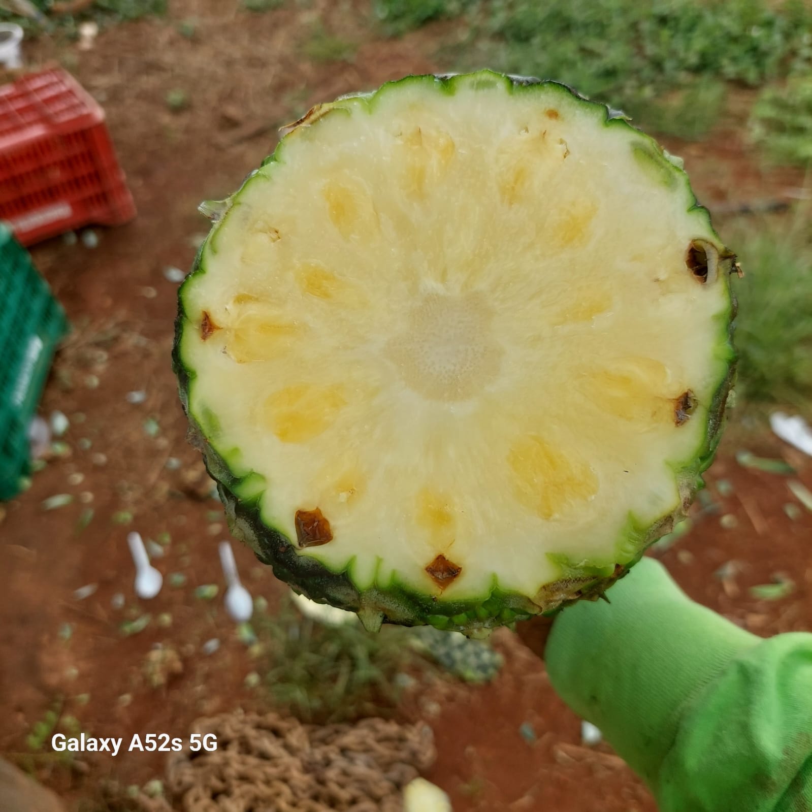 fotos para la galeria de frutos organicos del valle pangoa