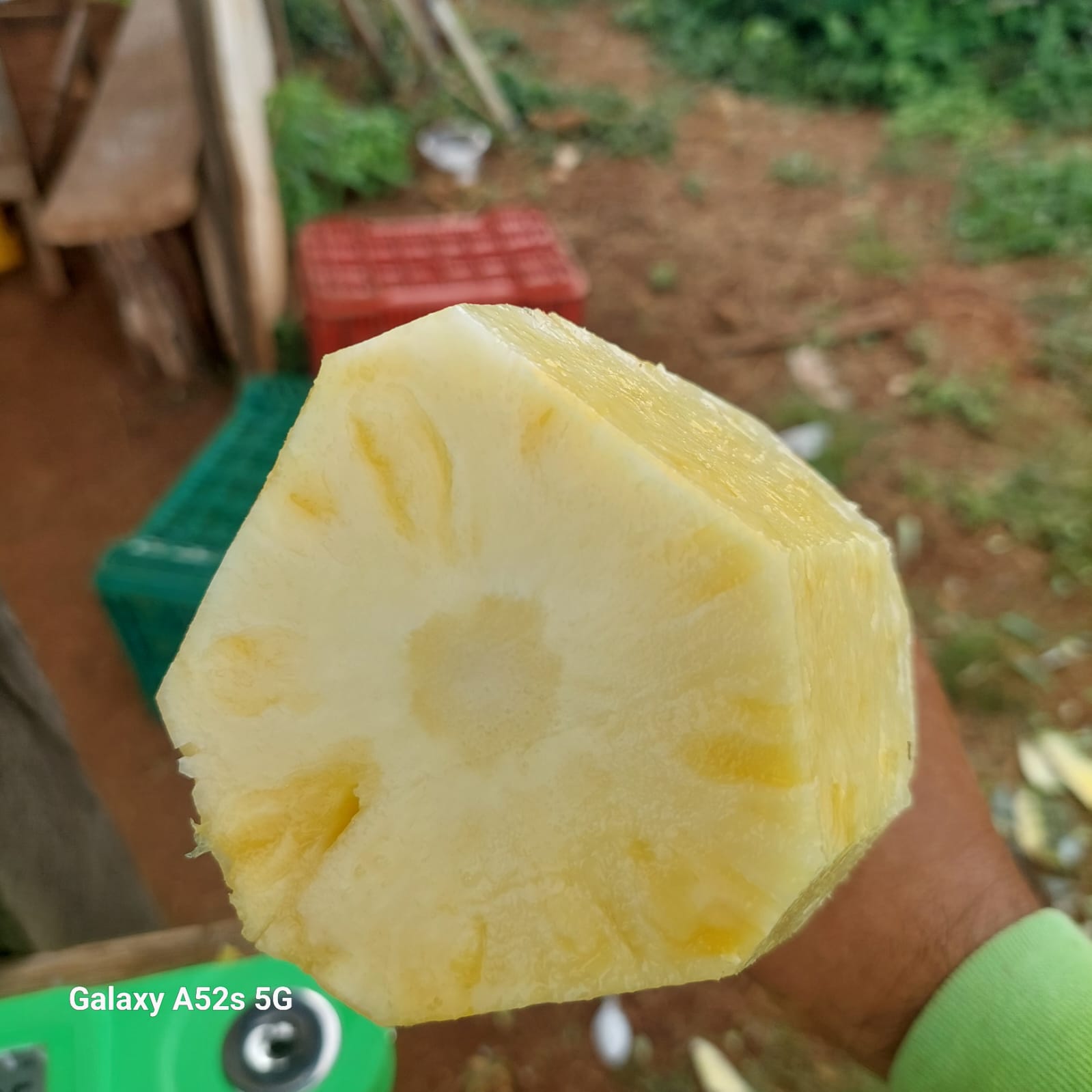 fotos para la galeria de frutos organicos del valle pangoa