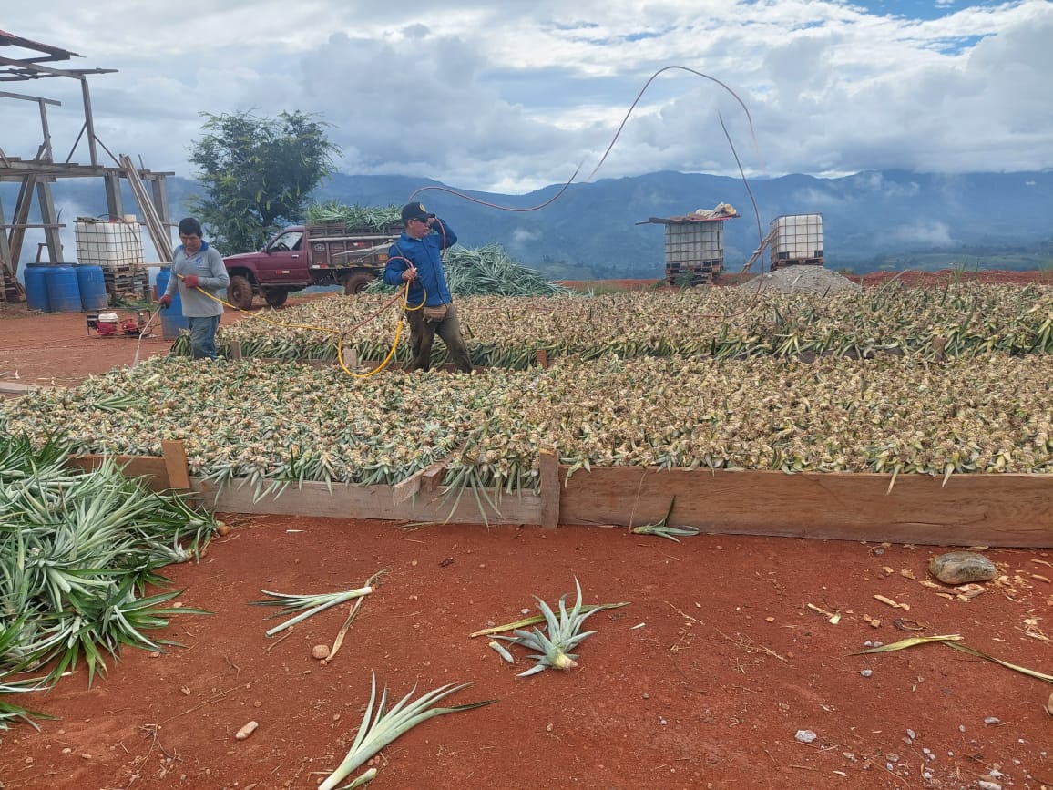 fotos para la galeria de frutos organicos del valle pangoa