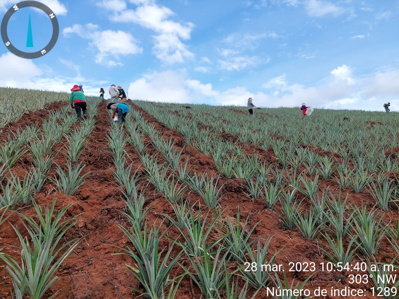 fotos para la galeria de frutos organicos del valle pangoa