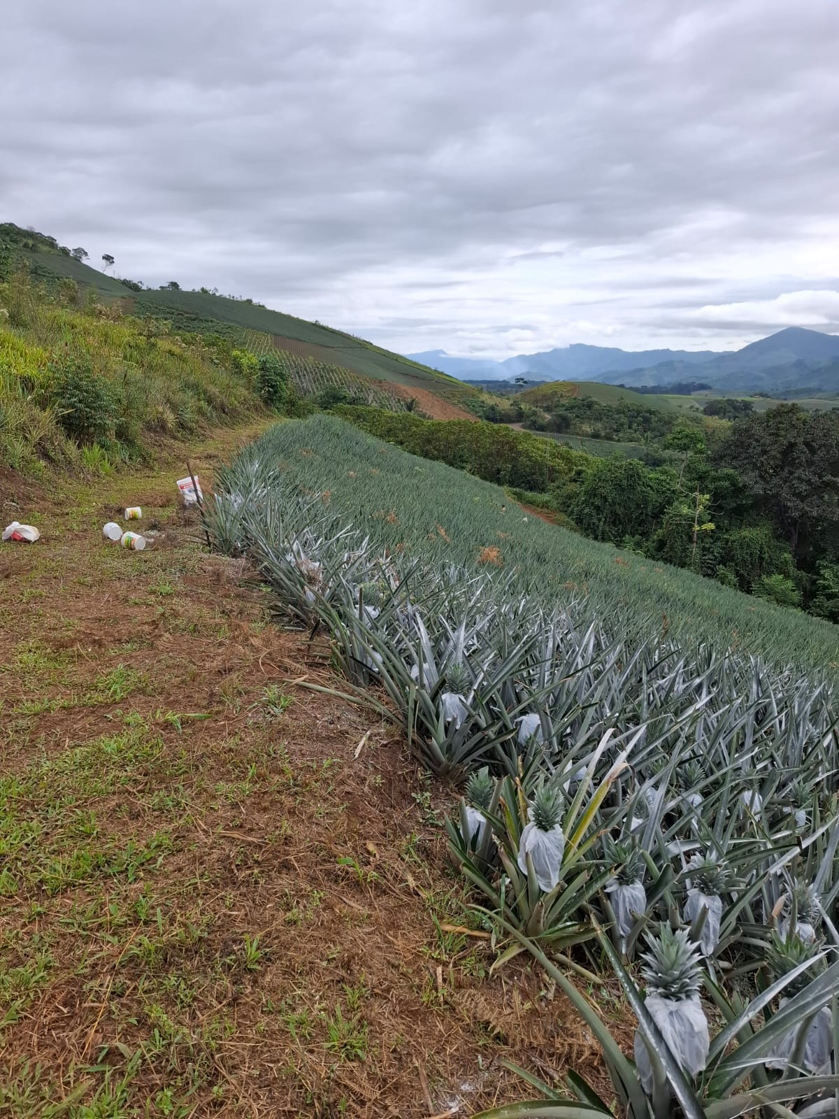 fotos para la galeria de frutos organicos del valle pangoa