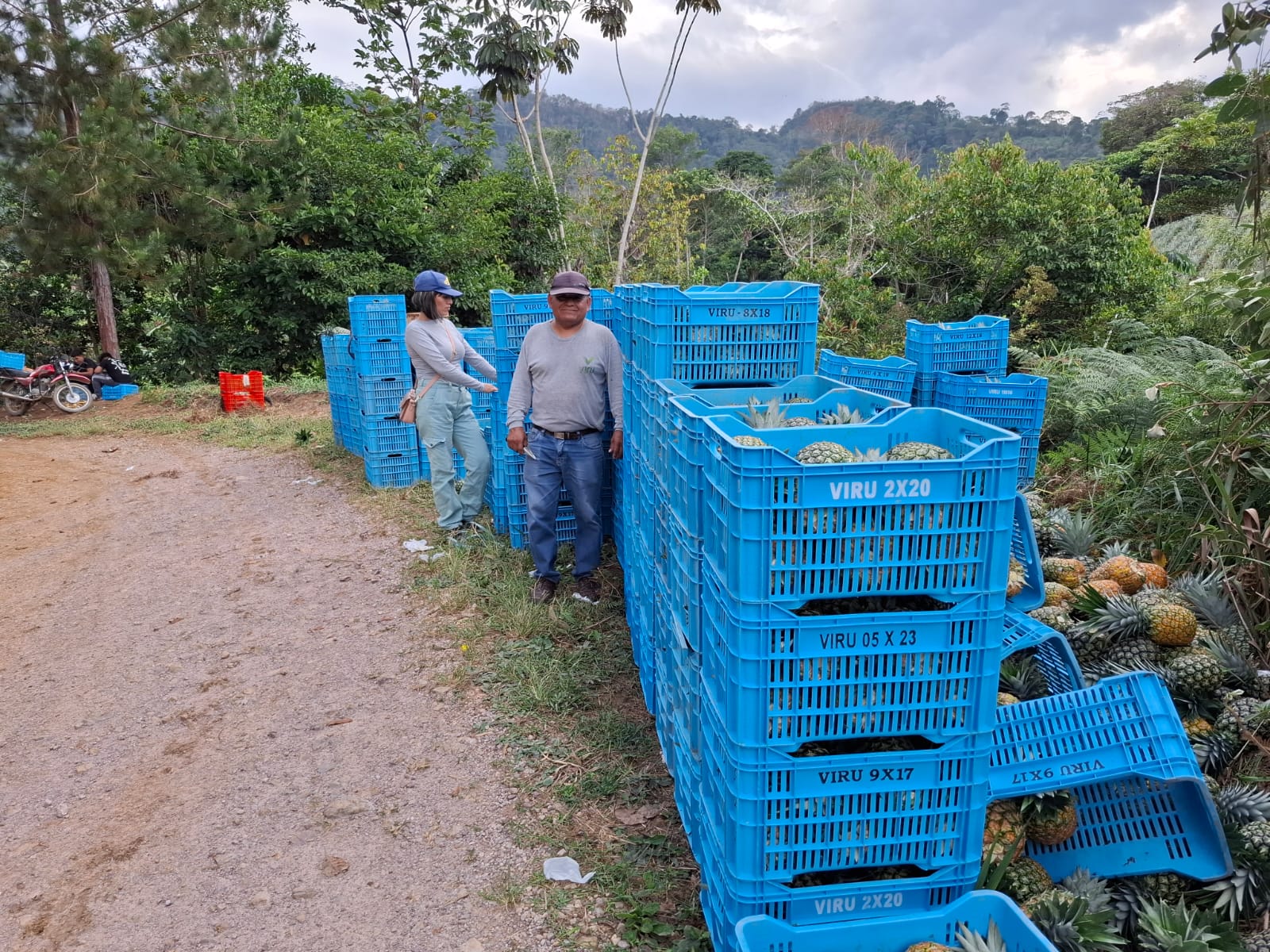 fotos para la galeria de frutos organicos del valle pangoa