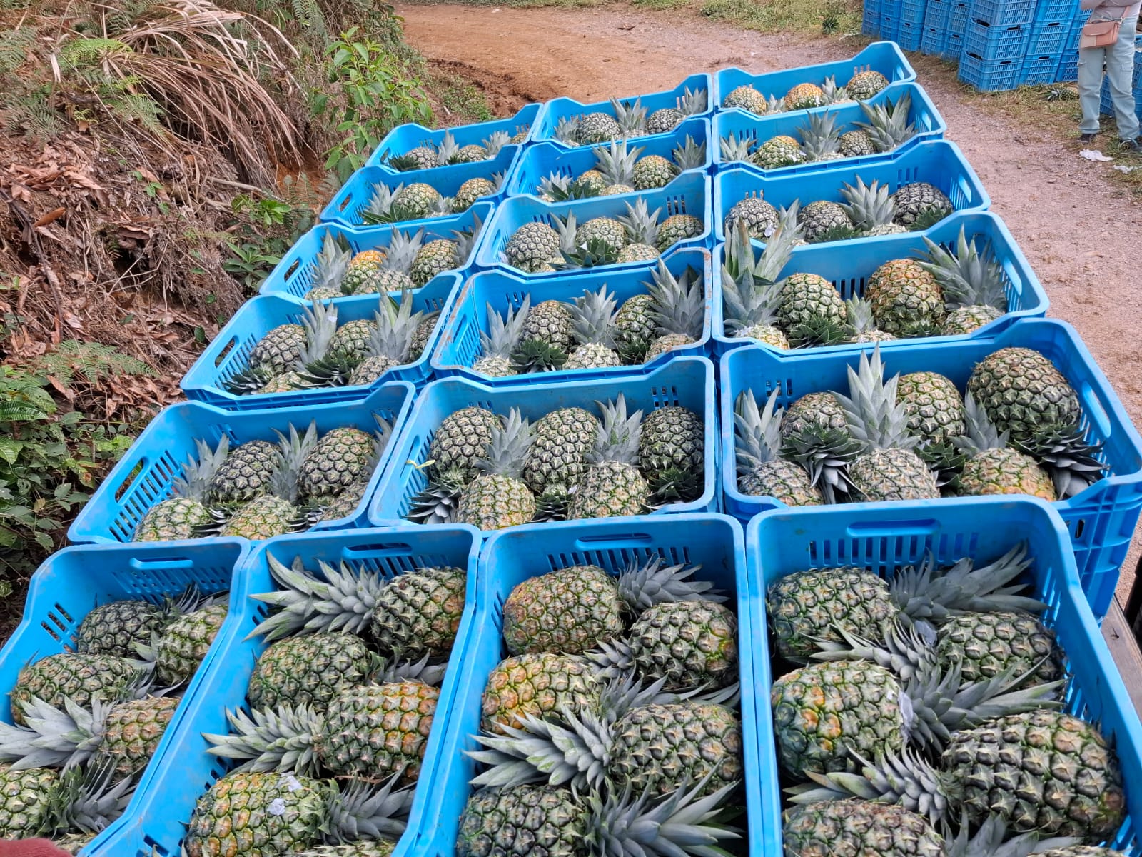 fotos para la galeria de frutos organicos del valle pangoa