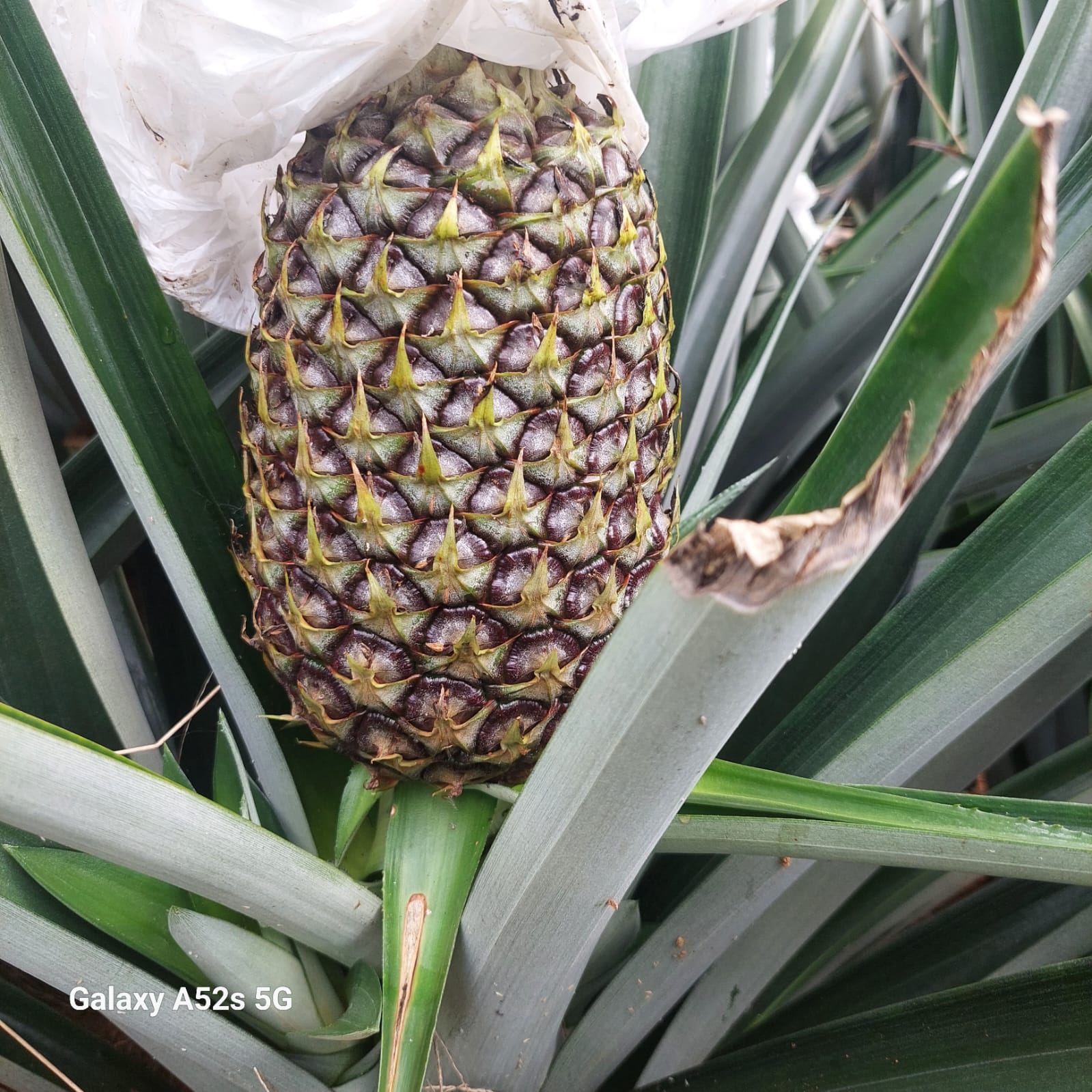fotos para la galeria de frutos organicos del valle pangoa