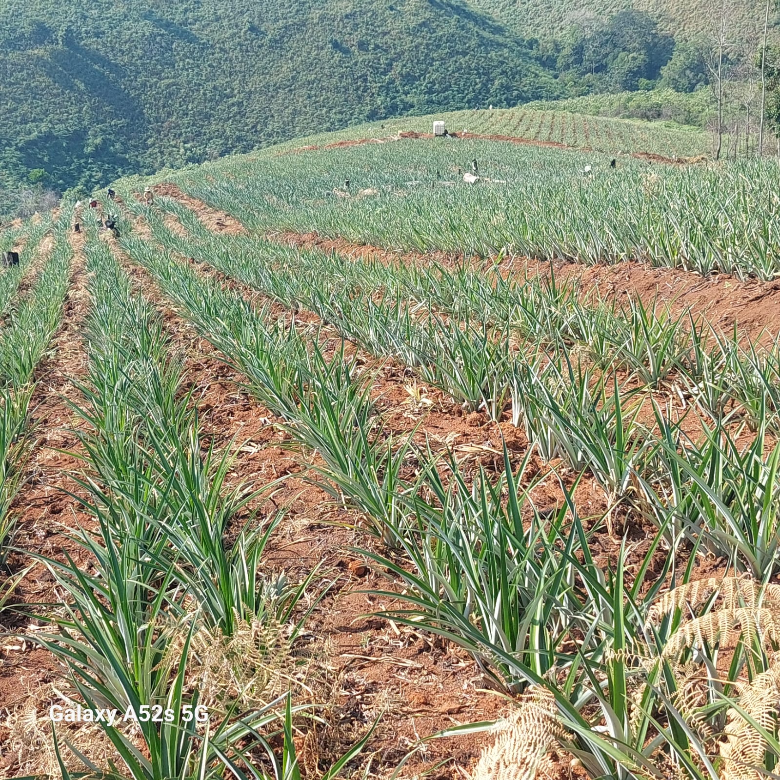 fotos para la galeria de frutos organicos del valle pangoa