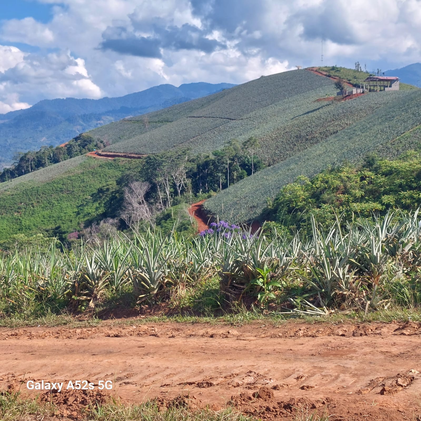 fotos para la galeria de frutos organicos del valle pangoa