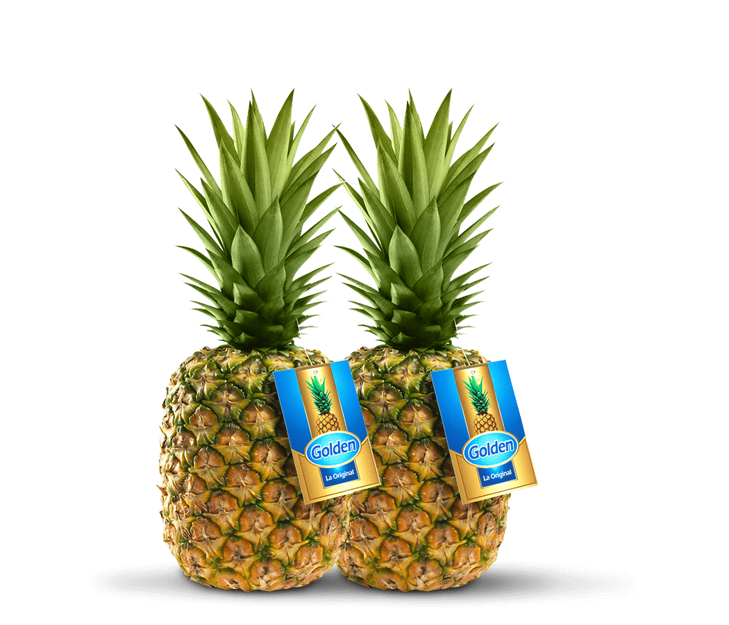 piña golden md2